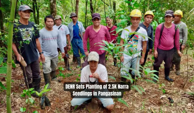 DENR Sets Planting of 2.5K Narra Seedlings in Pangasinan