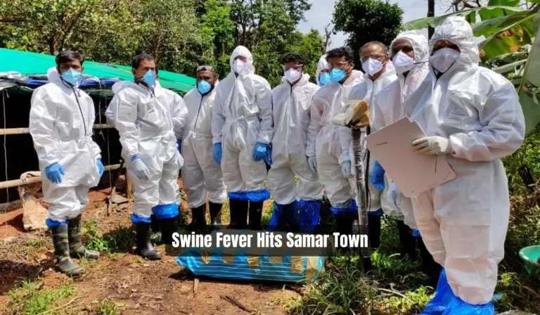 Swine Fever Hits Samar Town